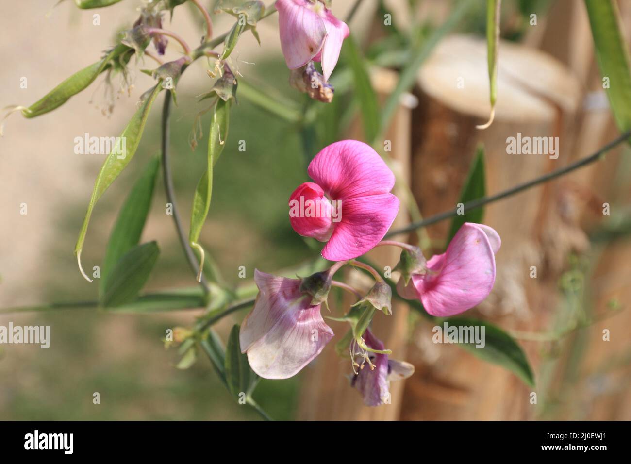 Blühende flache Erbse Stockfoto