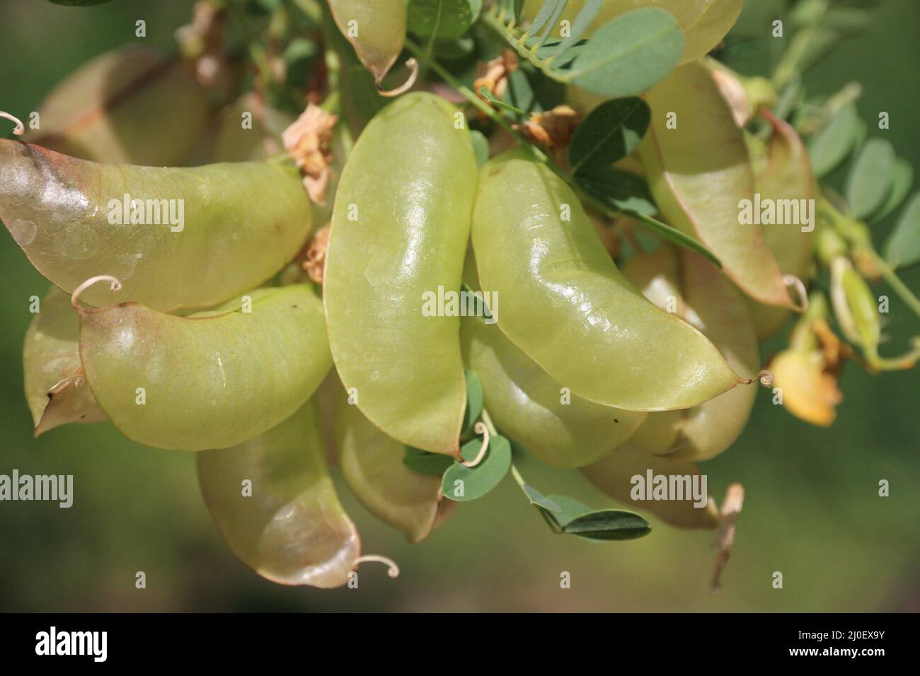Colutea arborescens Stockfoto