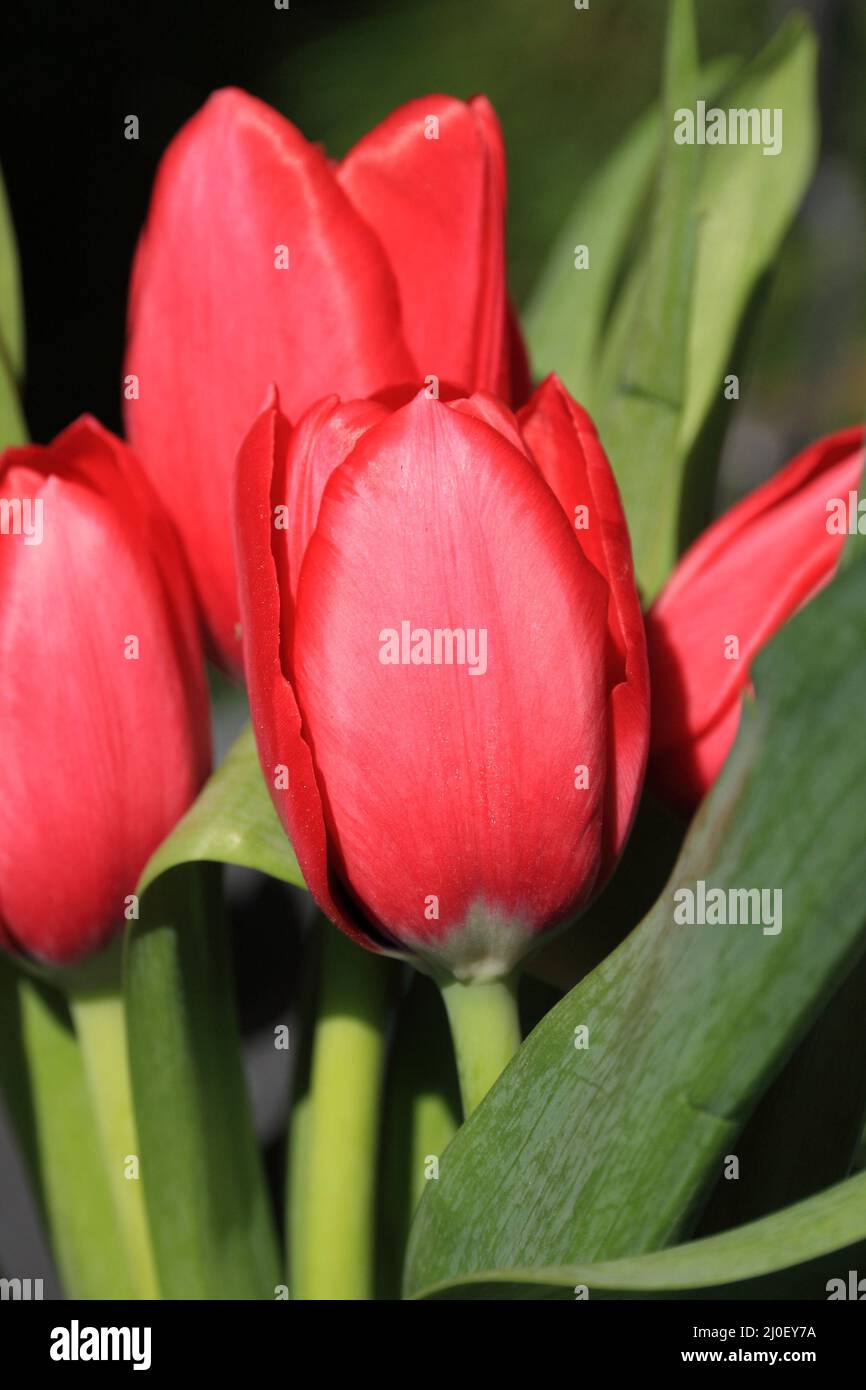 Rote Tulpen im Hochformat Stockfoto