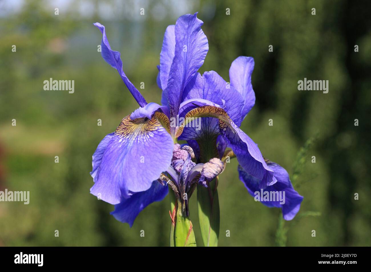 Lila blühende Iris Stockfoto