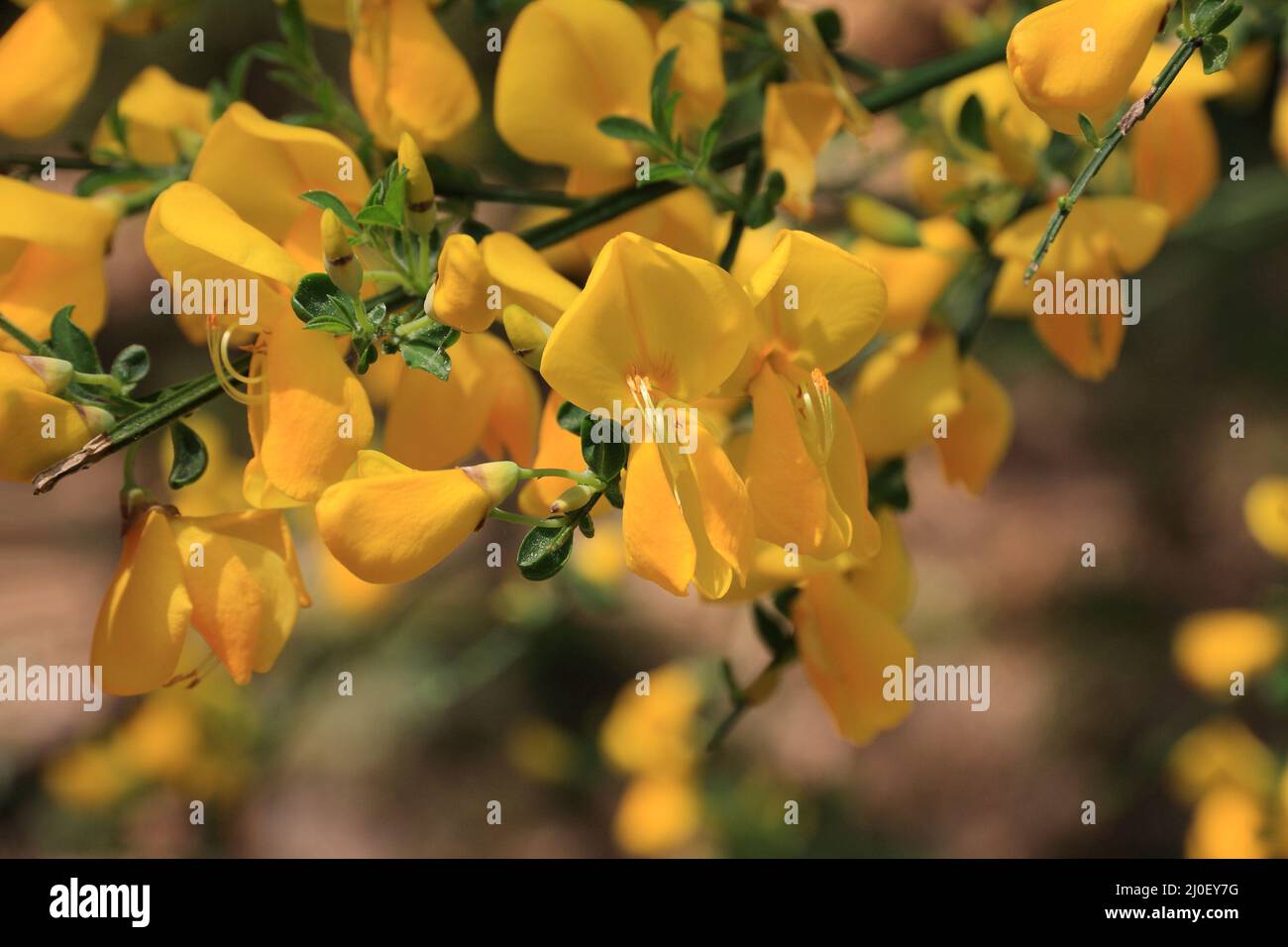 Gelber Ginster Blumen Stockfoto