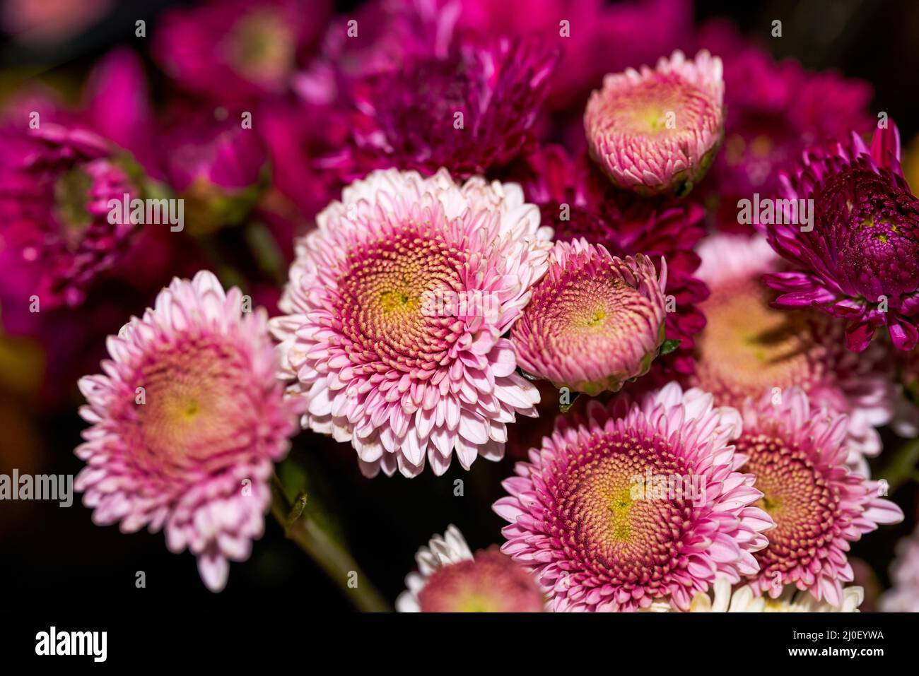 Nahaufnahme von Büschen verschiedener Chrysanthemen zum Verkauf in einem Blumenladen Stockfoto