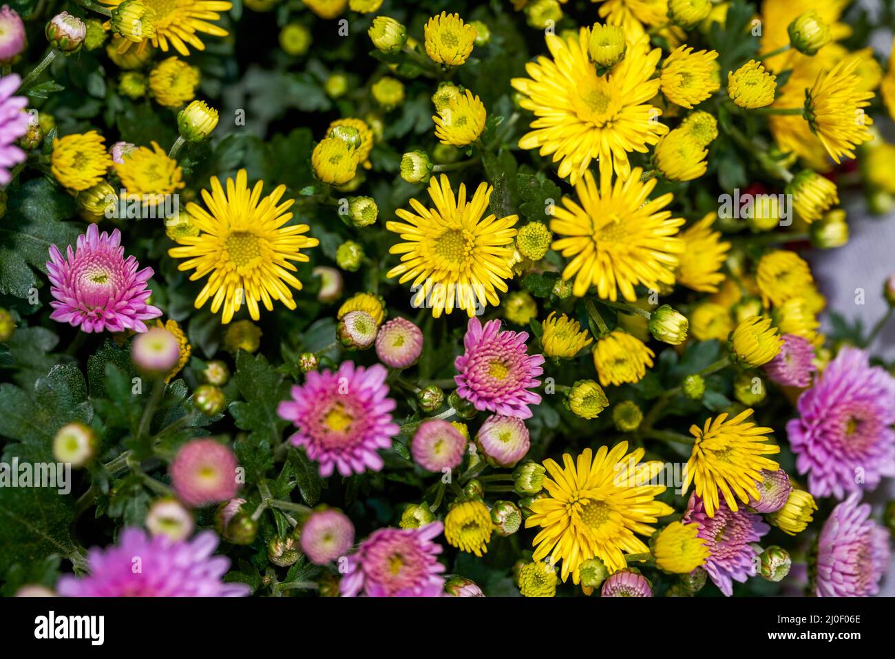 Nahaufnahme von Büschen verschiedener Chrysanthemen zum Verkauf in einem Blumenladen Stockfoto