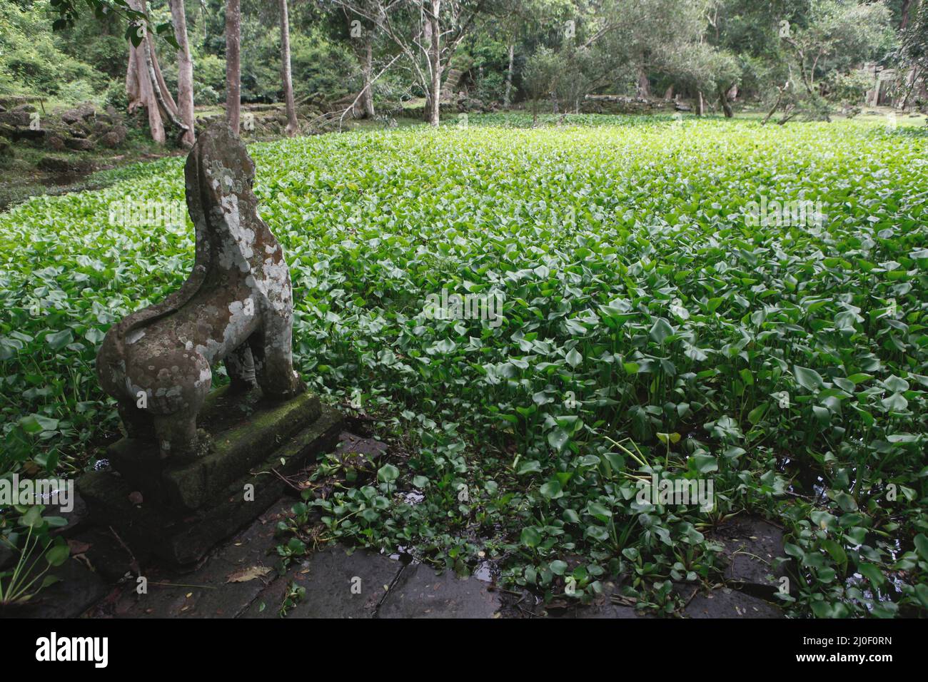 Eine löwenförmige Skulptur an der Seite eines Reservoirs nordöstlich zum Preah Khan Tempel. Teiche, Kanäle und Stauseen im Archäologischen Park von Angkor wurden gebaut, um eine alte Zivilisation des Khmer-Reiches zu unterstützen. Die größte und bevölkerungsreichste Stadt der Welt, in der bis zu 900.000 Menschen lebten, bis Kriege und Klimakatastrophen im 14. Und 15. Jahrhundert sie zur Aufgabe gezwungen hatten. Credits: PACIFIC Imagica/Alamy Stockfoto