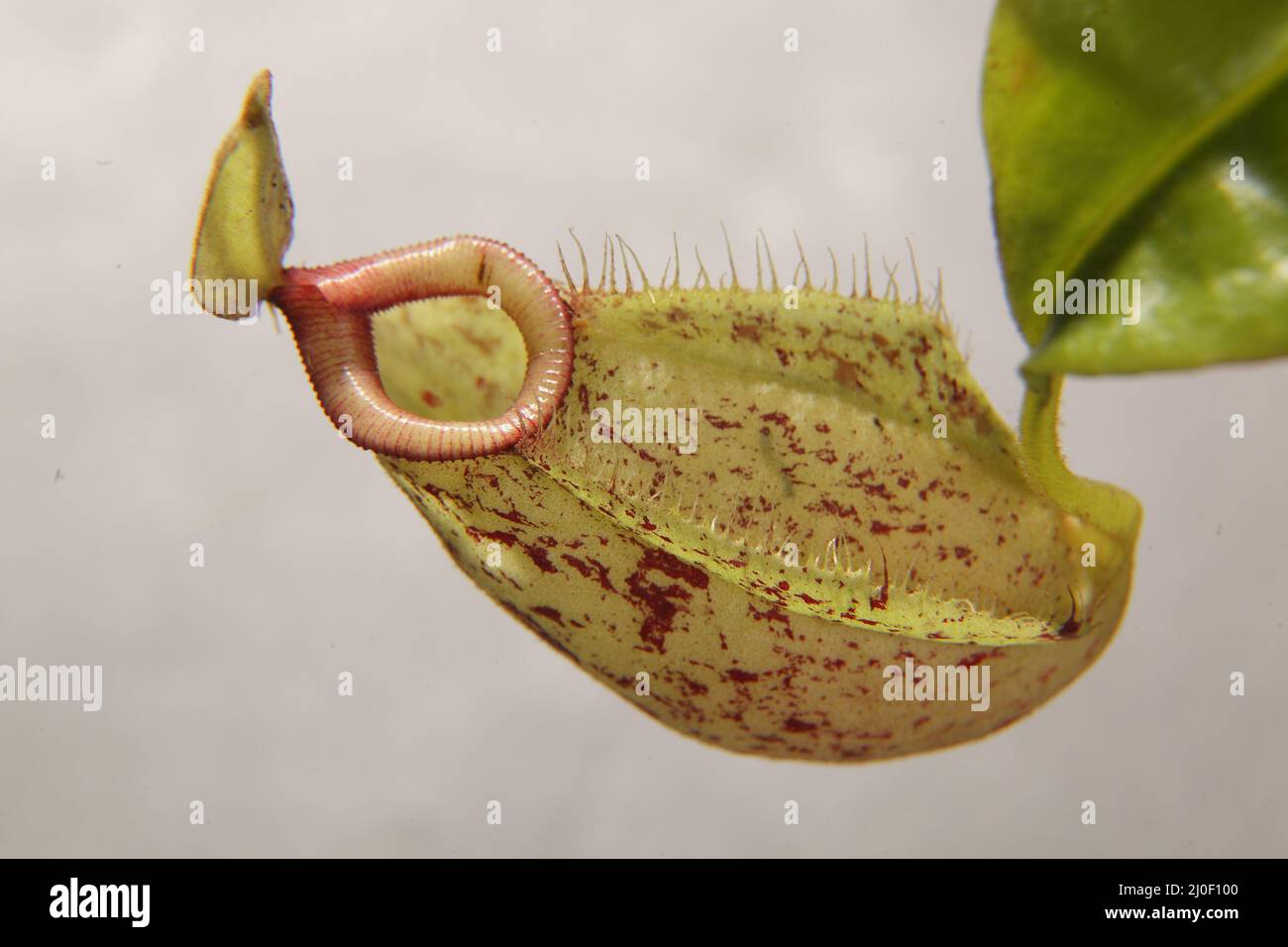 Nependie tropische Fleischfresser-Pflanze auf einem Hintergrund Stockfoto