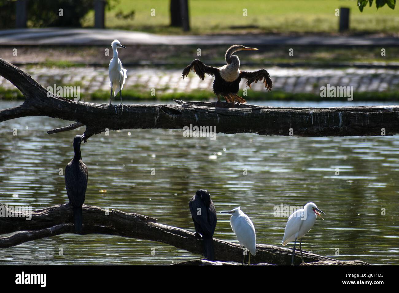 anhinga (Anhinga anhinga), manchmal auch Schlangenvögel, Darter, amerikanische Darter oder wassertürke genannt, Hier zusammen mit verschneiten Reihern und Neotrop-Kormora Stockfoto