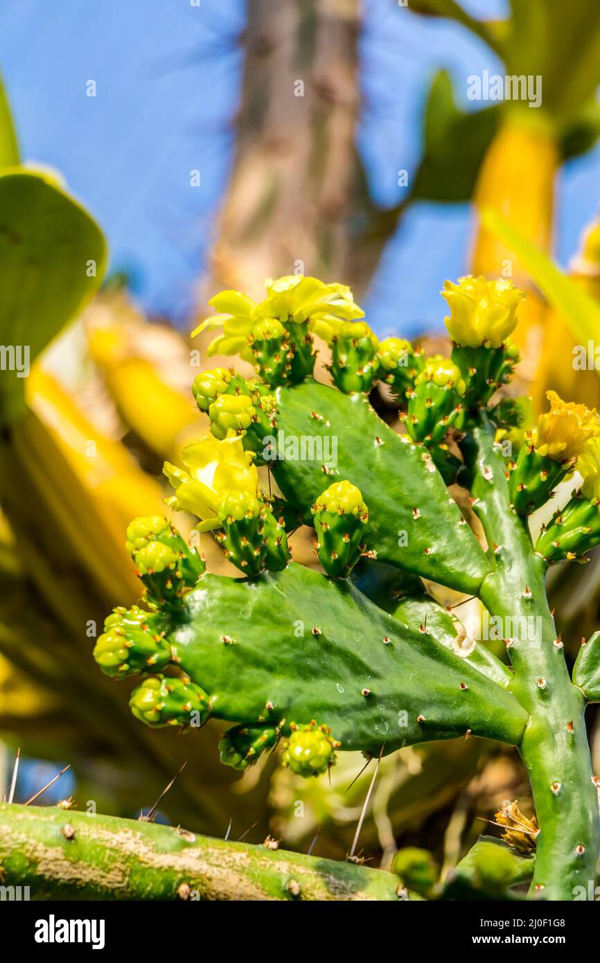 Kaktus der Gattung Brasiliopuntia brasiliensis Stockfoto