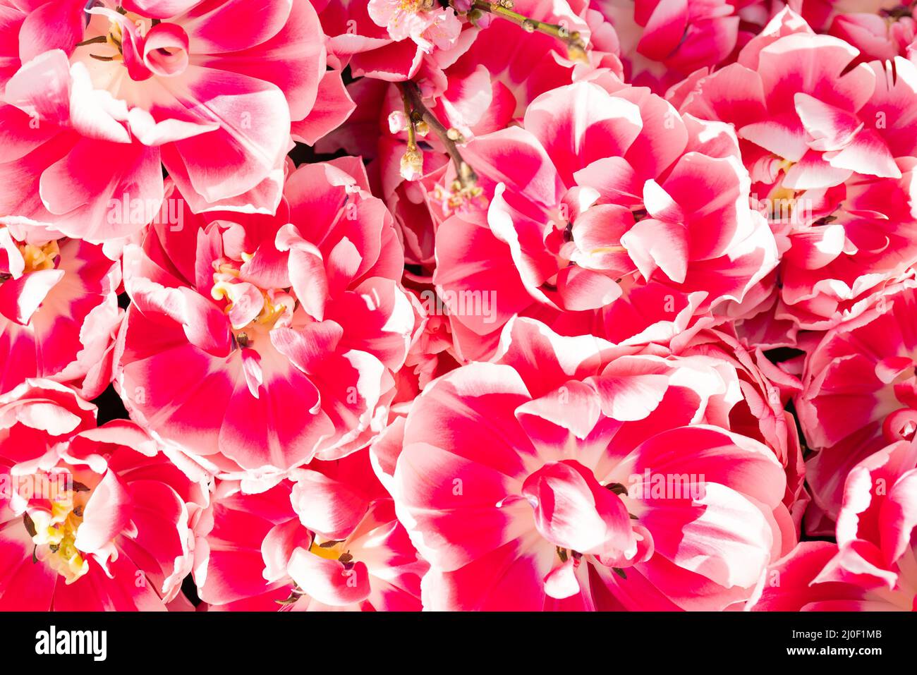 Rosa schöne Blumen. Natürlicher Hintergrund Frühling blühende Pflanzen. Stockfoto