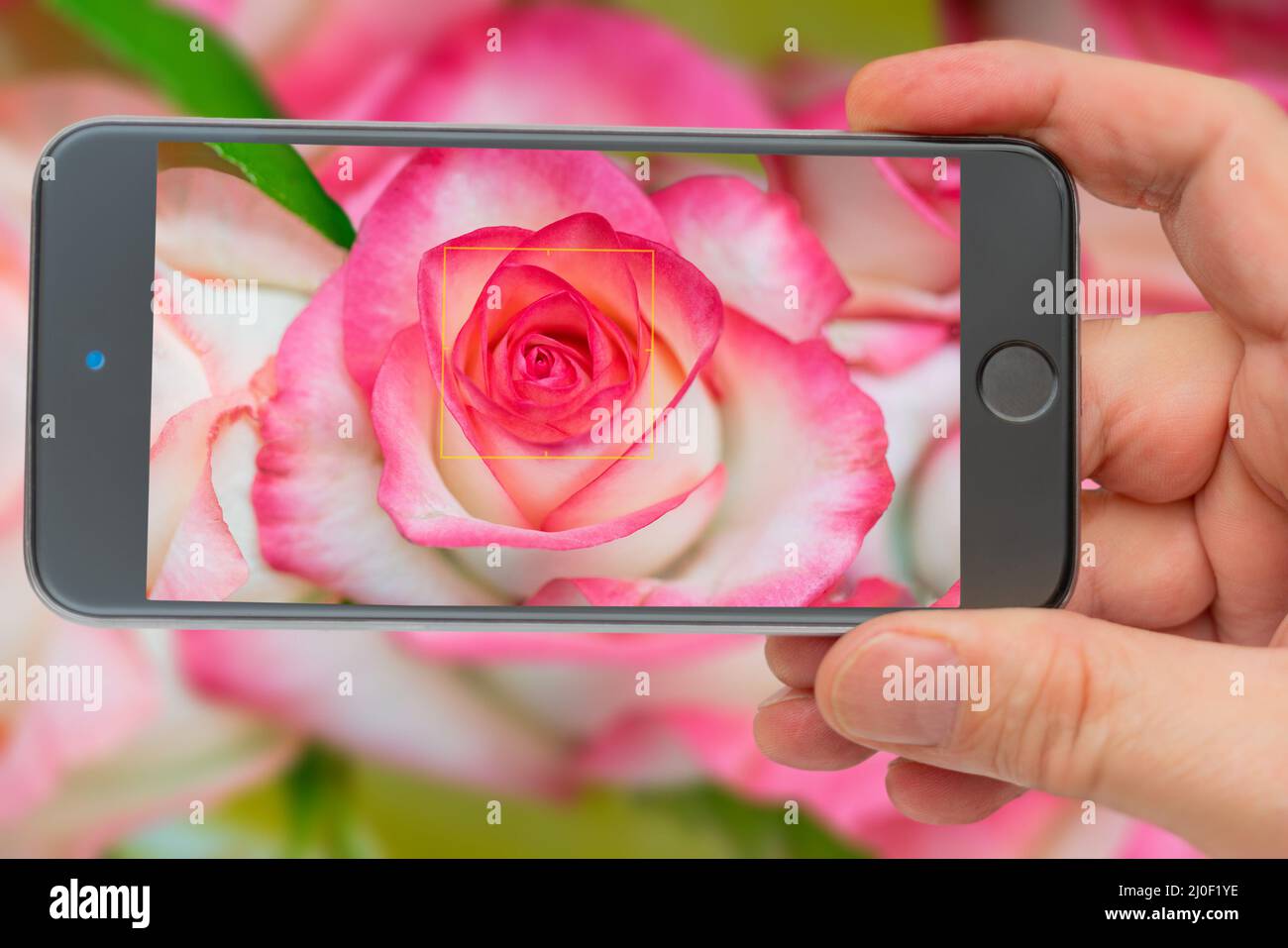 Rose auf dem Smartphone-Bildschirm. Schöne frische Rose. Blühende rosa Knospe. Blühende Rosen im Frühling. Stockfoto