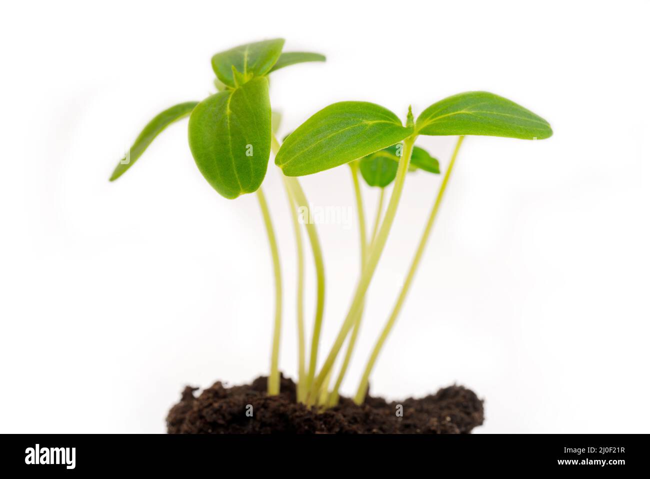 Grüne junge Sprossen aus dem Boden. Landwirtschaftliche Nutzpflanzen. Pflanzen anbauen. Stockfoto