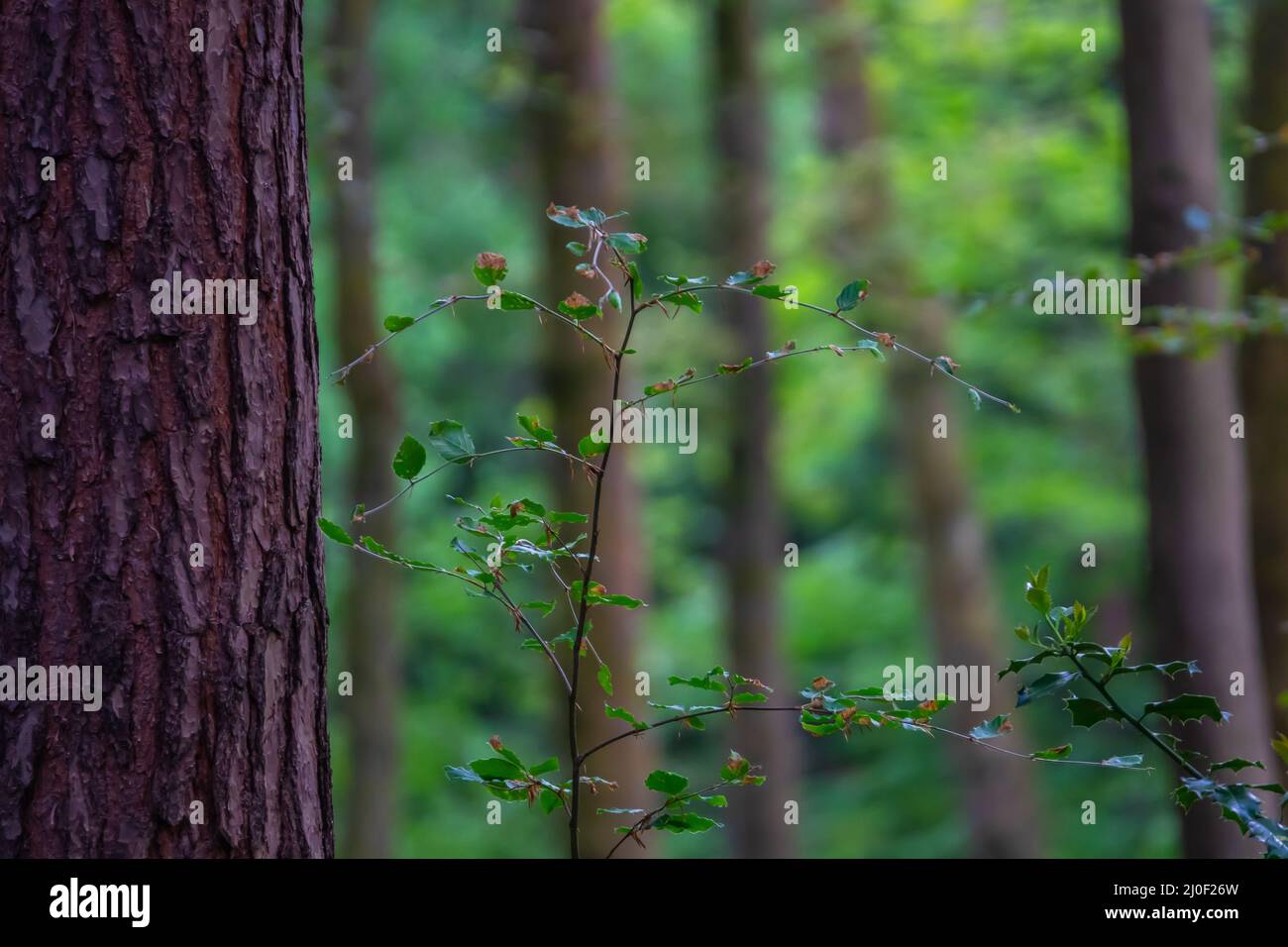 Friedlicher Waldhintergrund Stockfoto