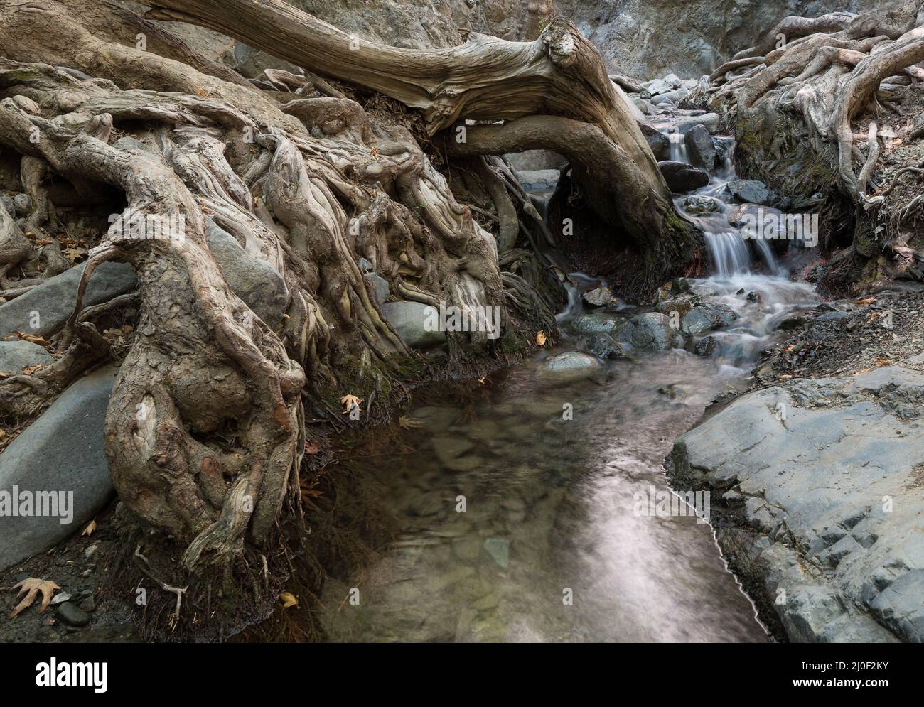 Wasser fließt durch Baumwurzeln, Millomeri Wasserfall, Zypern Stockfoto