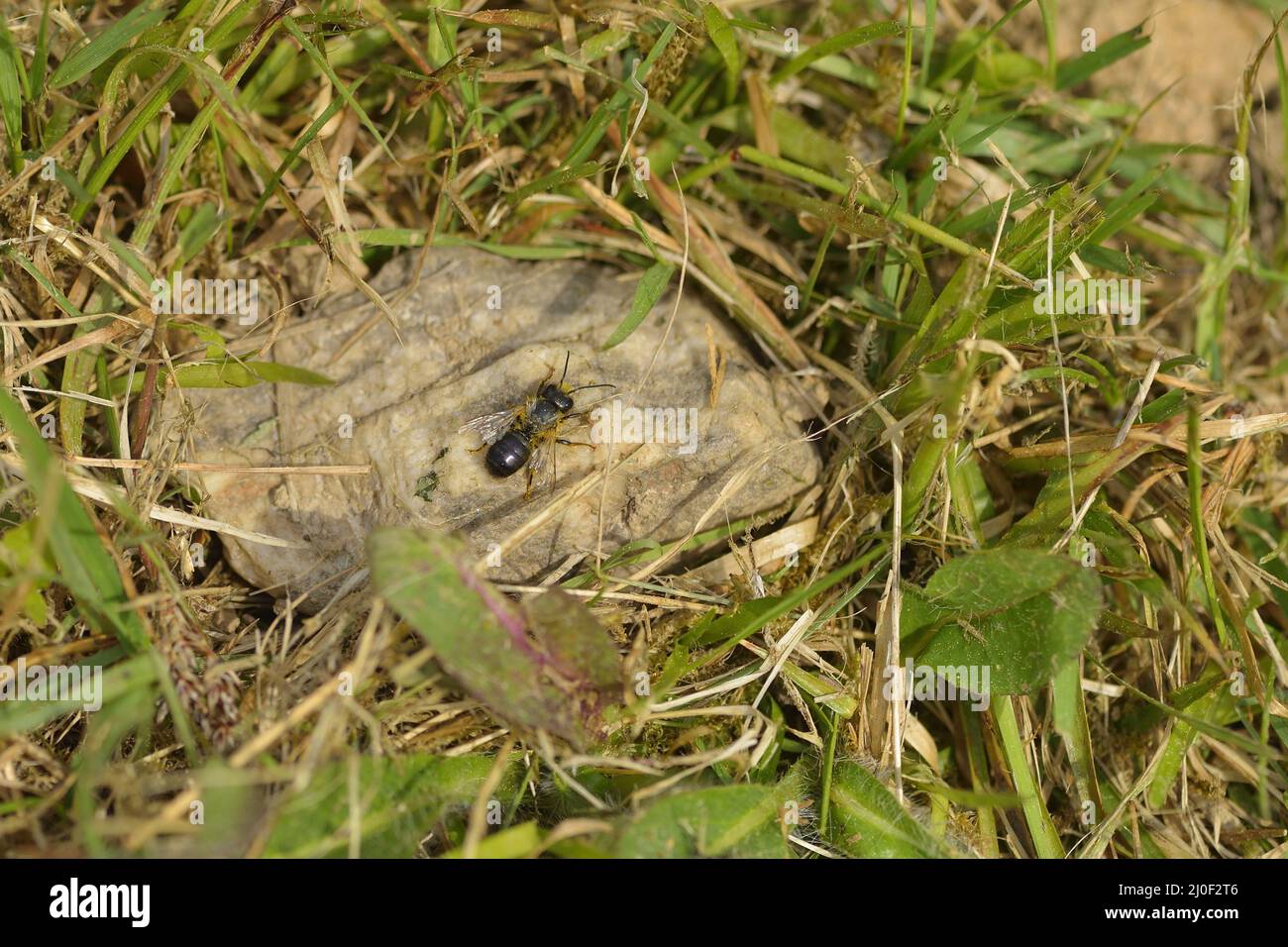 Europäischen Obstgarten bee Stockfoto