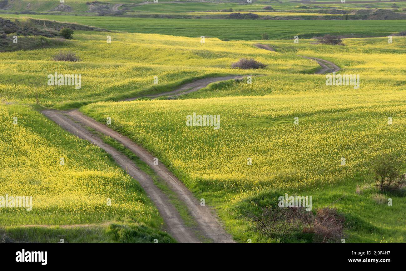 Schönes Feld mit gelben Blüten im Frühling, Zypern Stockfoto