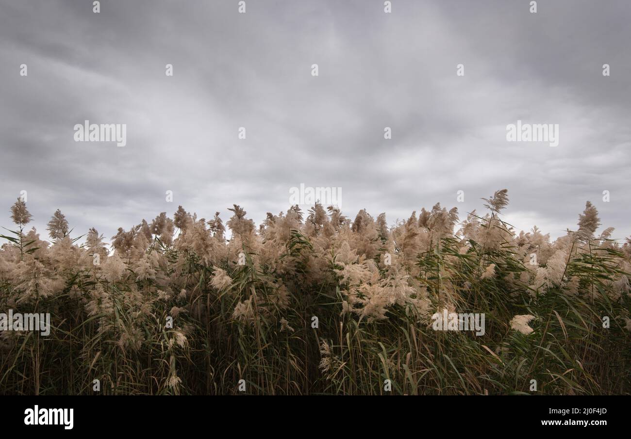 Natur Wildlife Resort, Larnaca Zypern Stockfoto