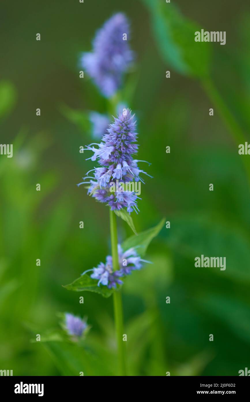 Wildform Stockfoto