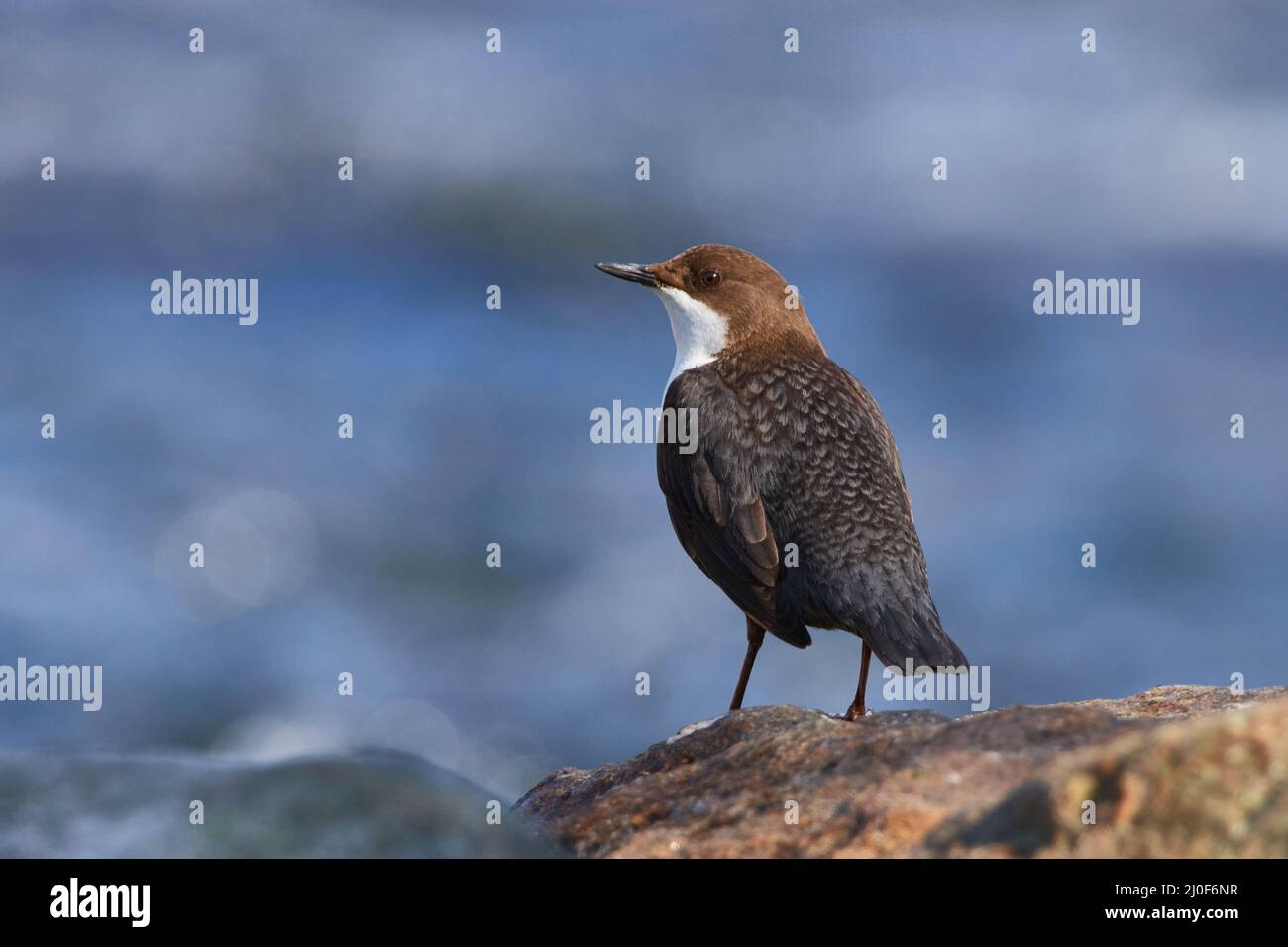 Weißkehltauchler im Frühjahr Stockfoto