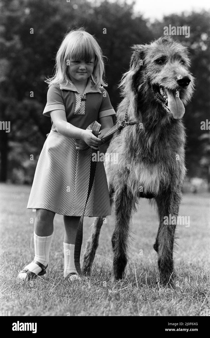 Die 5-jährige Billie Joe Hibberd aus Wood Green, London, scheint immer Probleme zu haben, wenn sie ihren Irish-Wolfhound 'Milligan' zu einem Spaziergang bringt. Sie sind im Hyde Park abgebildet. 12.. September 1979. Stockfoto