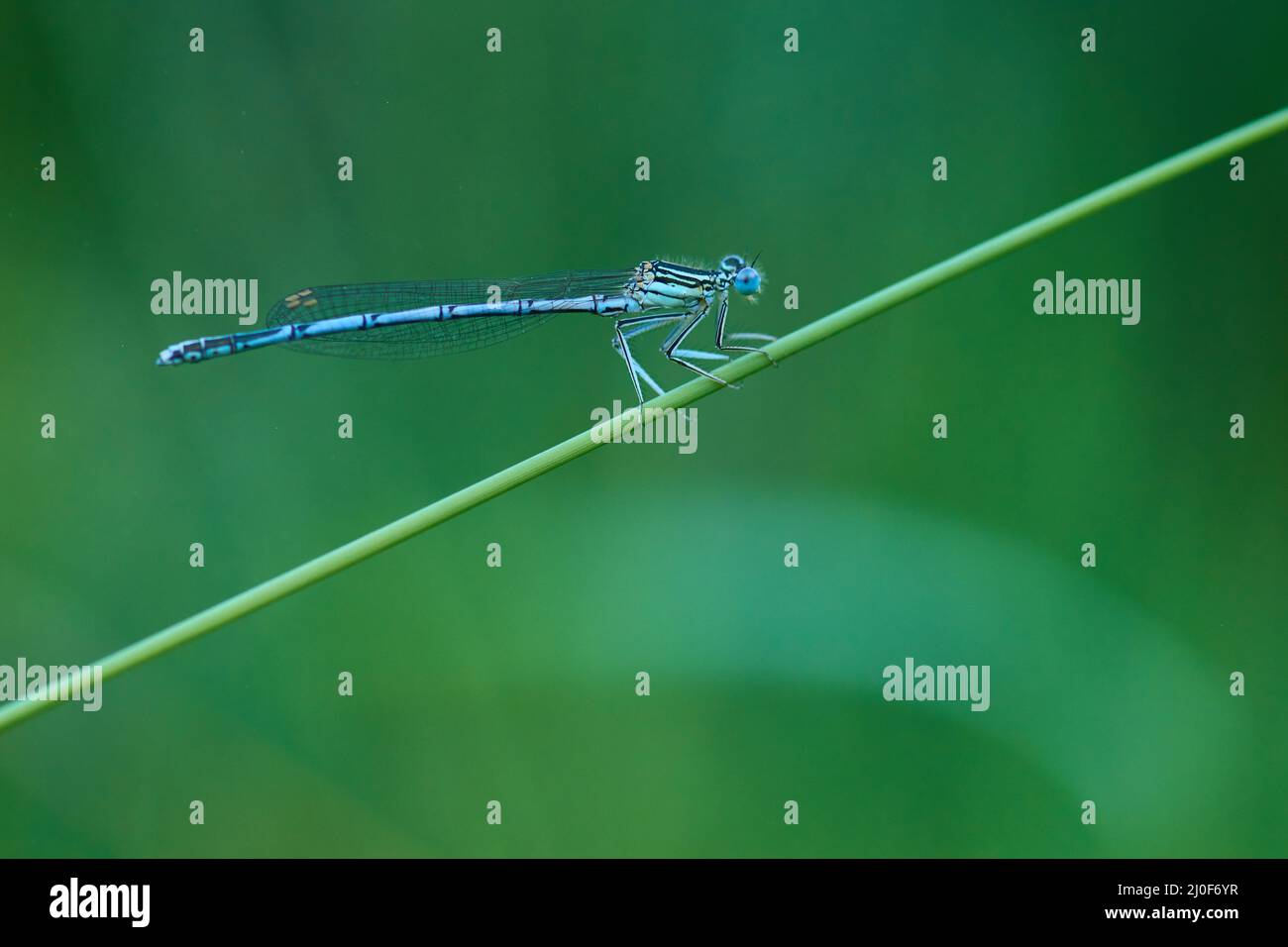 Weiß-legged damselfly Stockfoto