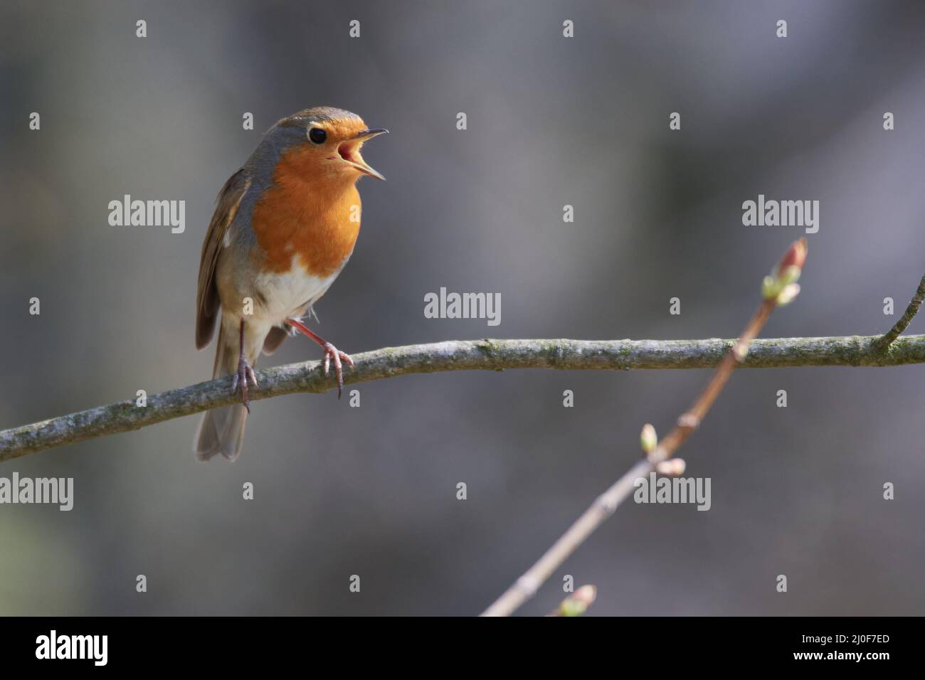 Rotkehlchen Stockfoto