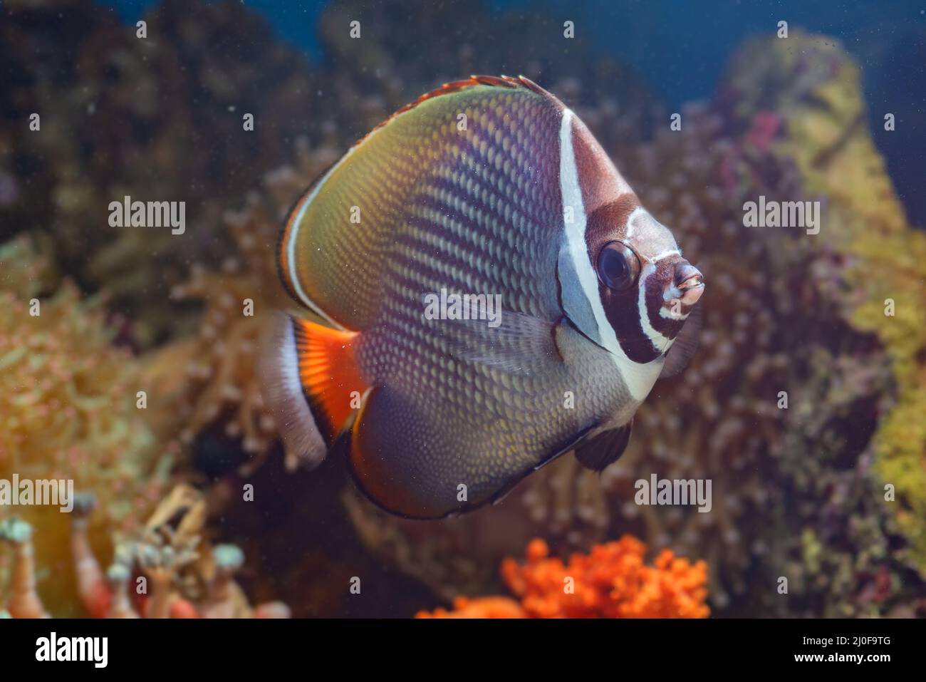 Salzwasserfische mit Korallen im Hintergrund Stockfoto