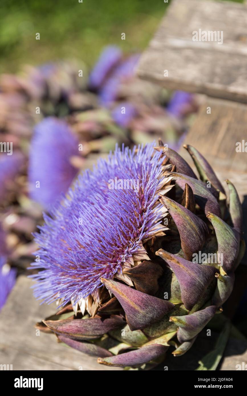 Blühende Artischocke mit Artischockenherz - Heilpflanze und Kulturpflanze Stockfoto