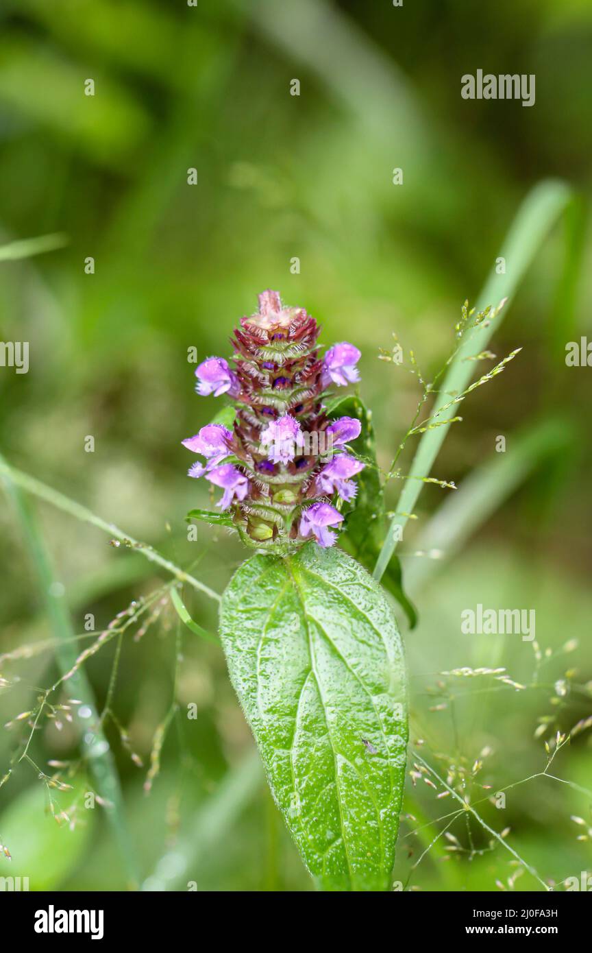 Porträt einer einzelnen Pflanze mit violetten Blüten. Stockfoto