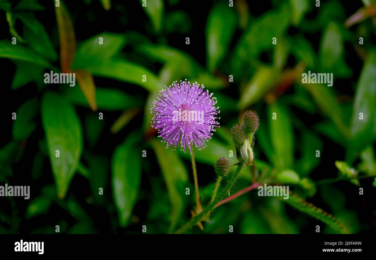 Mimosa pudica Blume lila im Garten Stockfoto