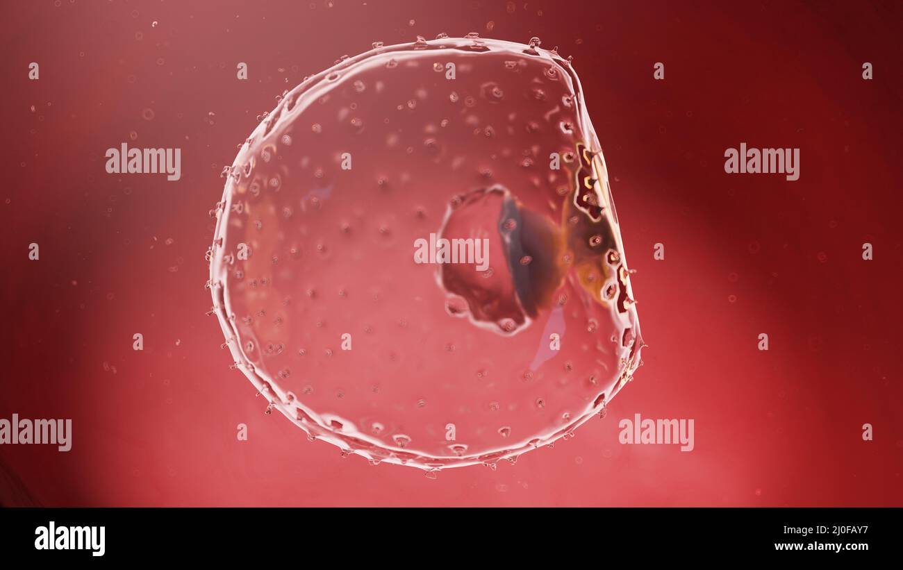 Menschlicher Embryo in Woche 2, Illustration Stockfoto