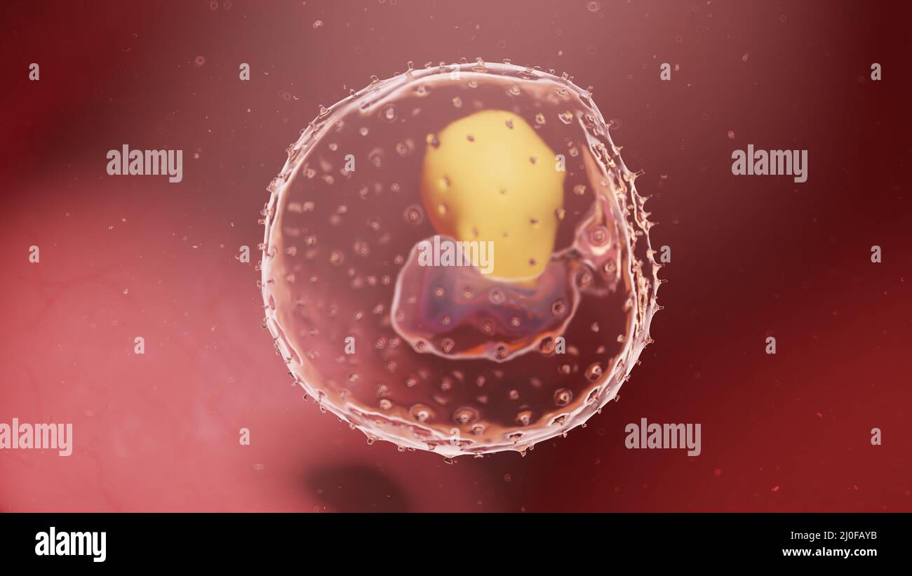 Menschlicher Embryo in Woche 3, Illustration Stockfoto