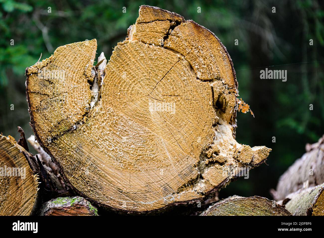 Holz Stockfoto