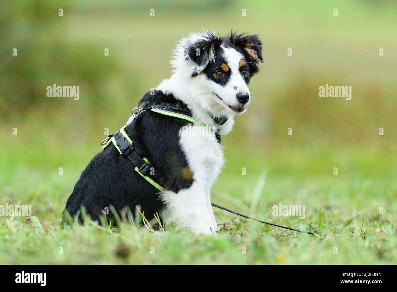 Junger australischer Schäferhund Stockfoto
