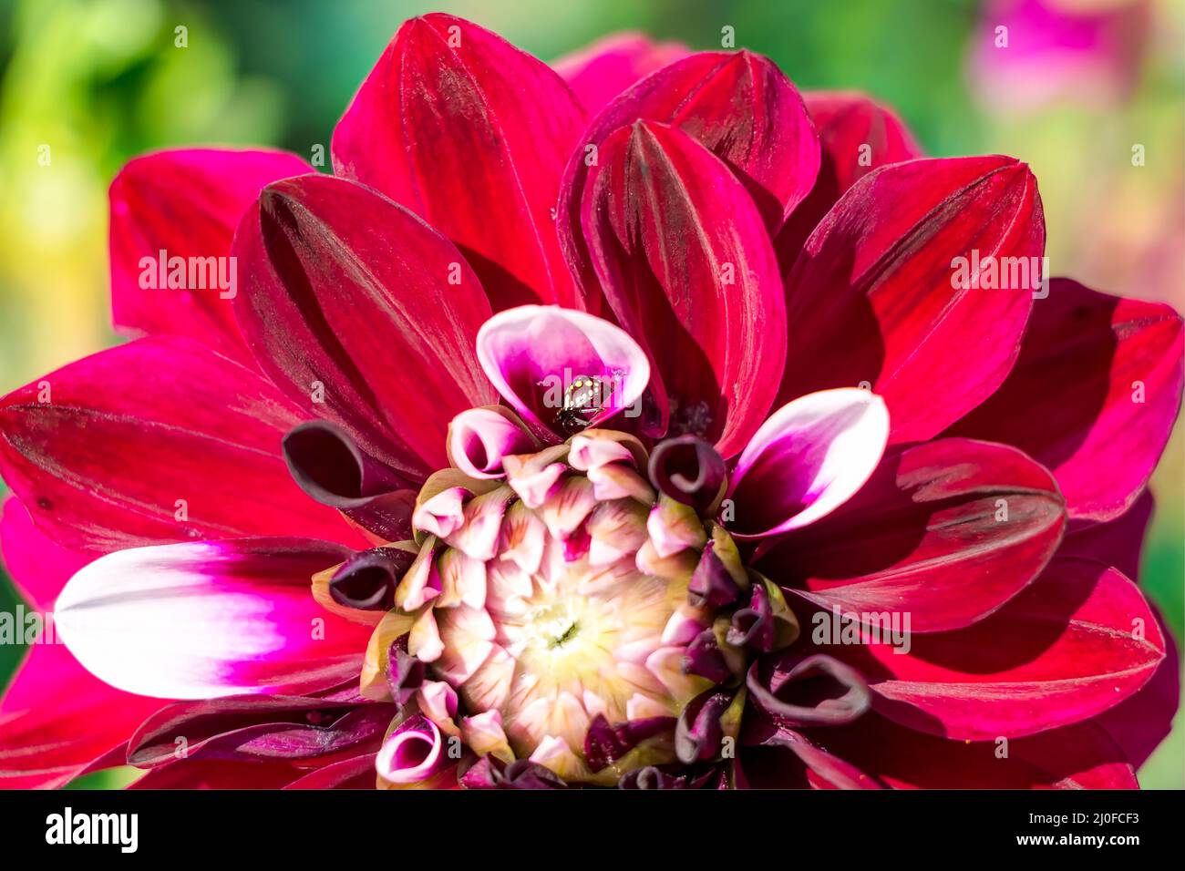 Dekorative Dahlien Tomo in voller Blüte Stockfoto