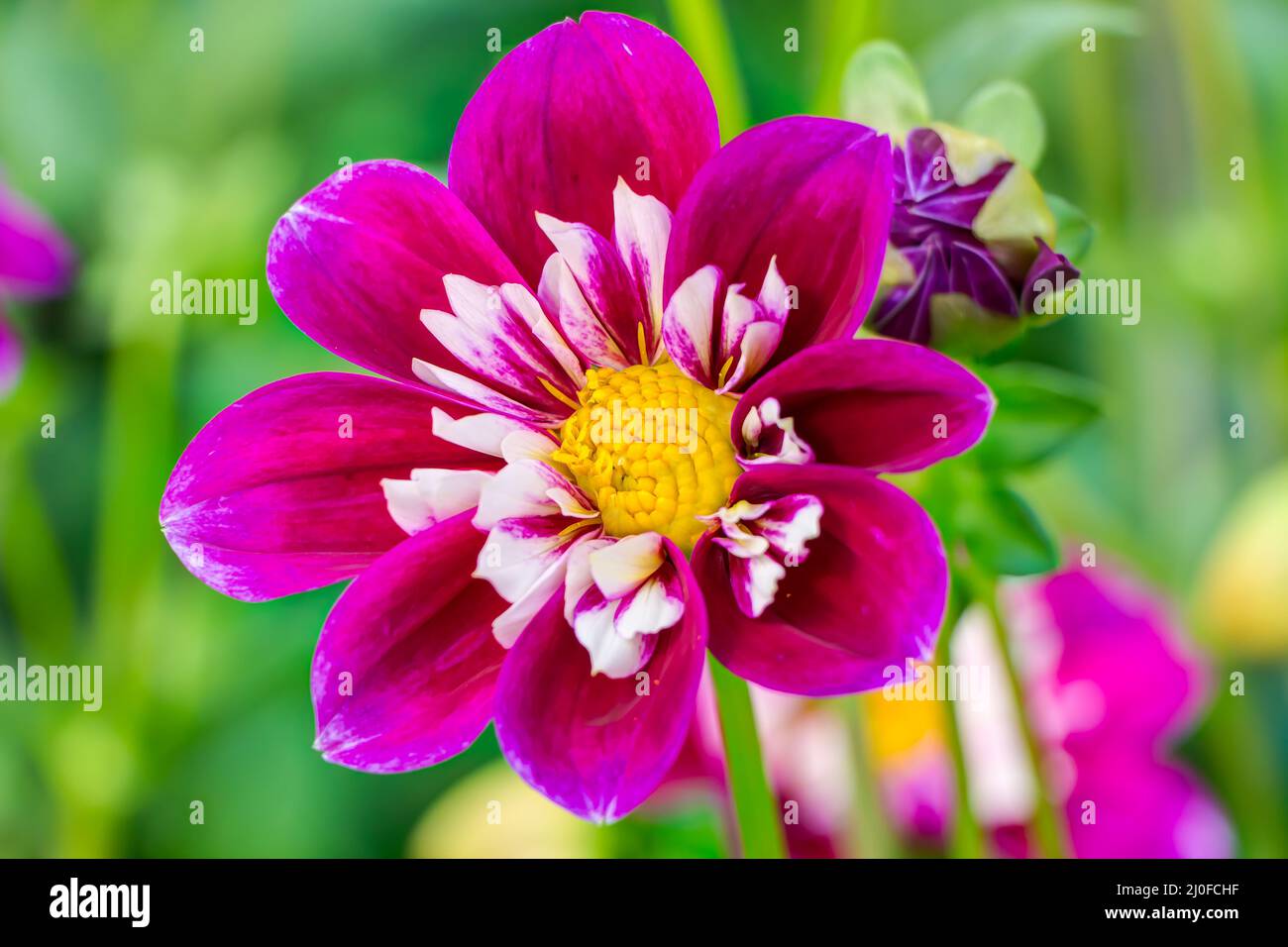 Dekorative Dahlien Tomo in voller Blüte Stockfoto