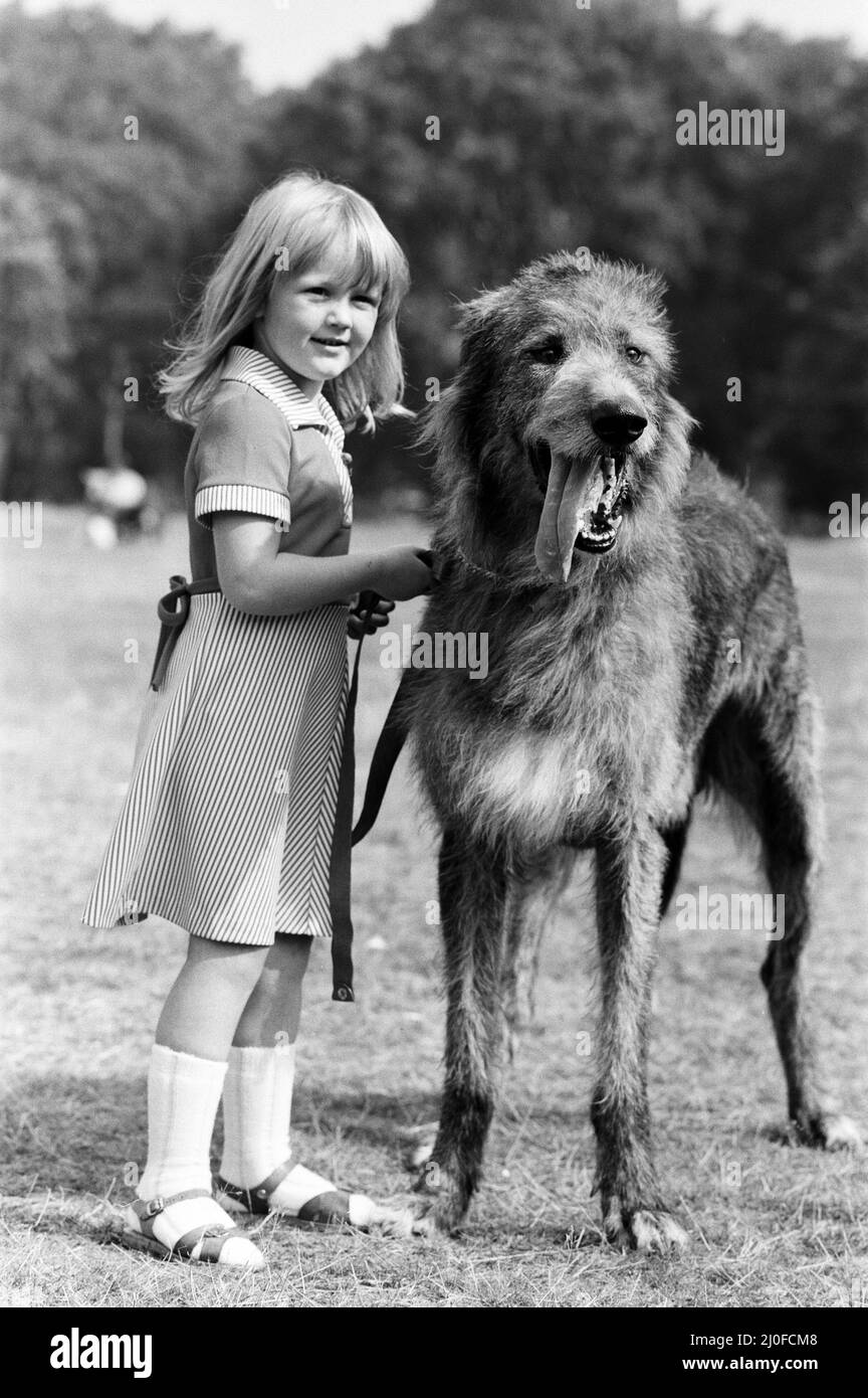 Die 5-jährige Billie Joe Hibberd aus Wood Green, London, scheint immer Probleme zu haben, wenn sie ihren Irish-Wolfhound 'Milligan' zu einem Spaziergang bringt. Sie sind im Hyde Park abgebildet. 12.. September 1979. Stockfoto