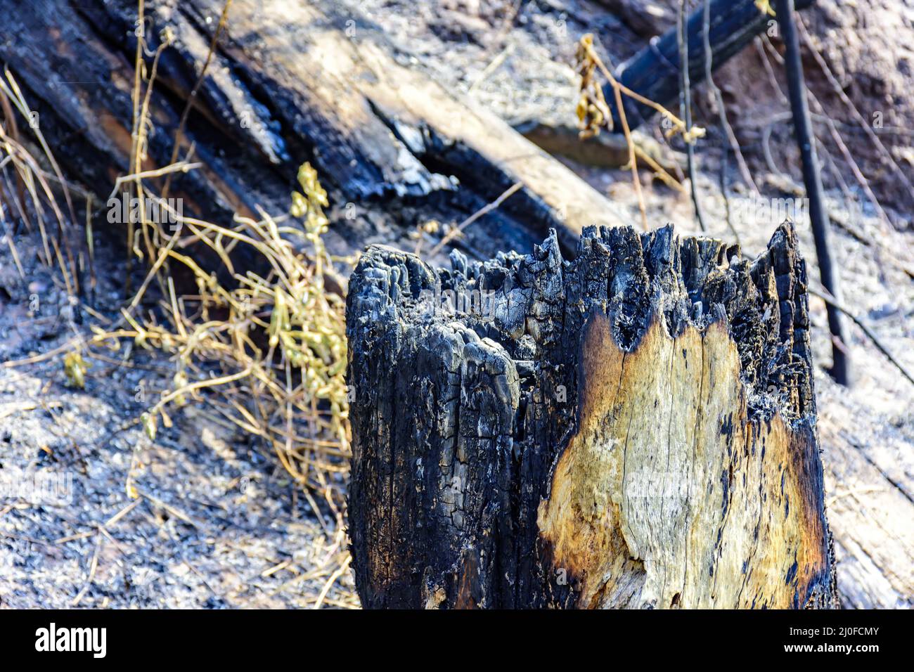 Baumstämme, Bäume und Vegetation in Brasilien verbrannt Stockfoto