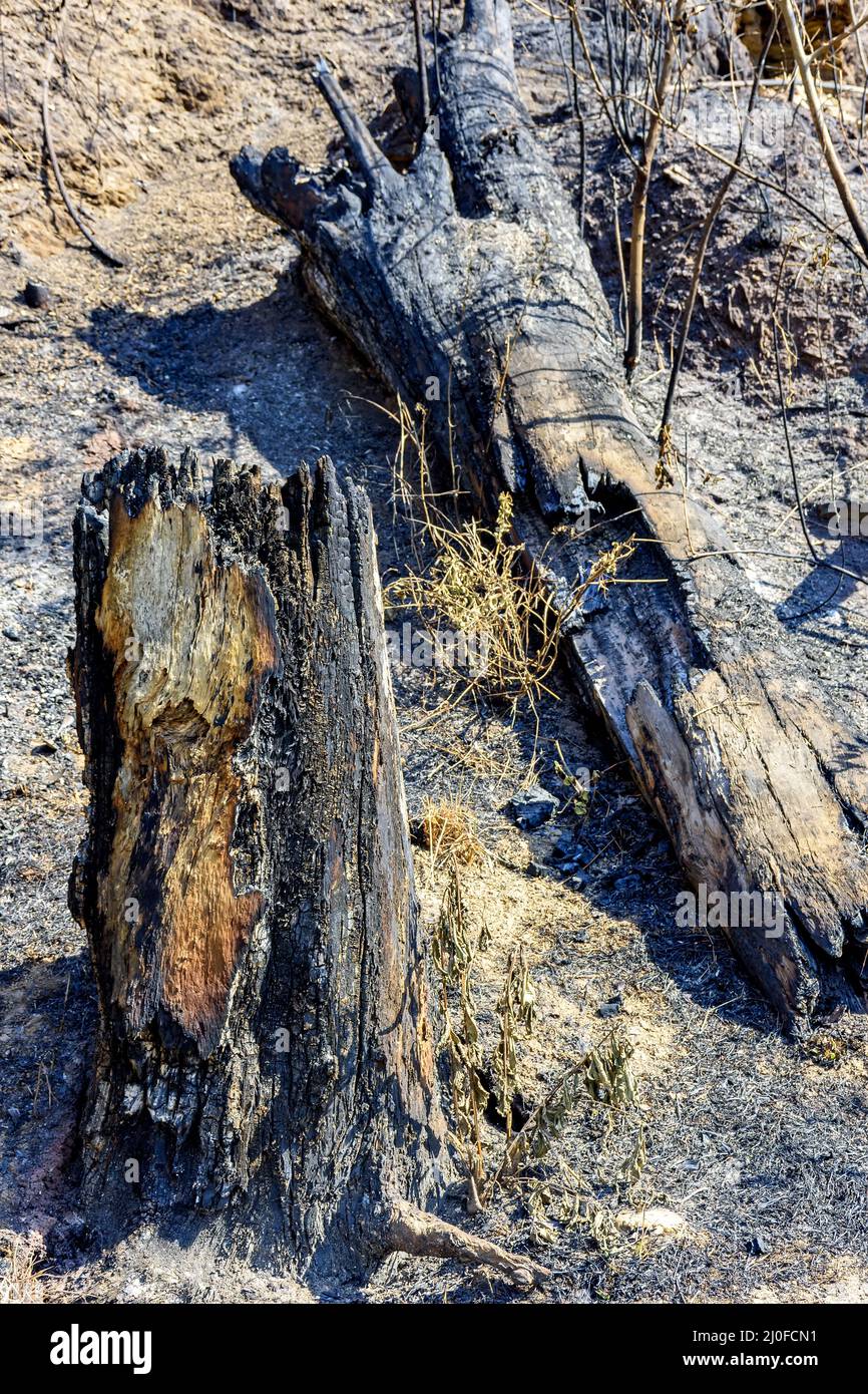 Baumstämme, Bäume und Vegetation verbrannt Stockfoto