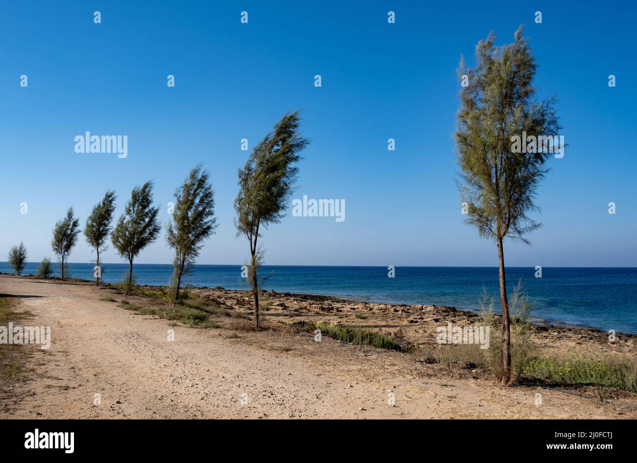 Pinien in einer Reihe auf einer ländlichen Küstenstraße gegen Meer und blauen Himmel. Protaras Zypern Stockfoto