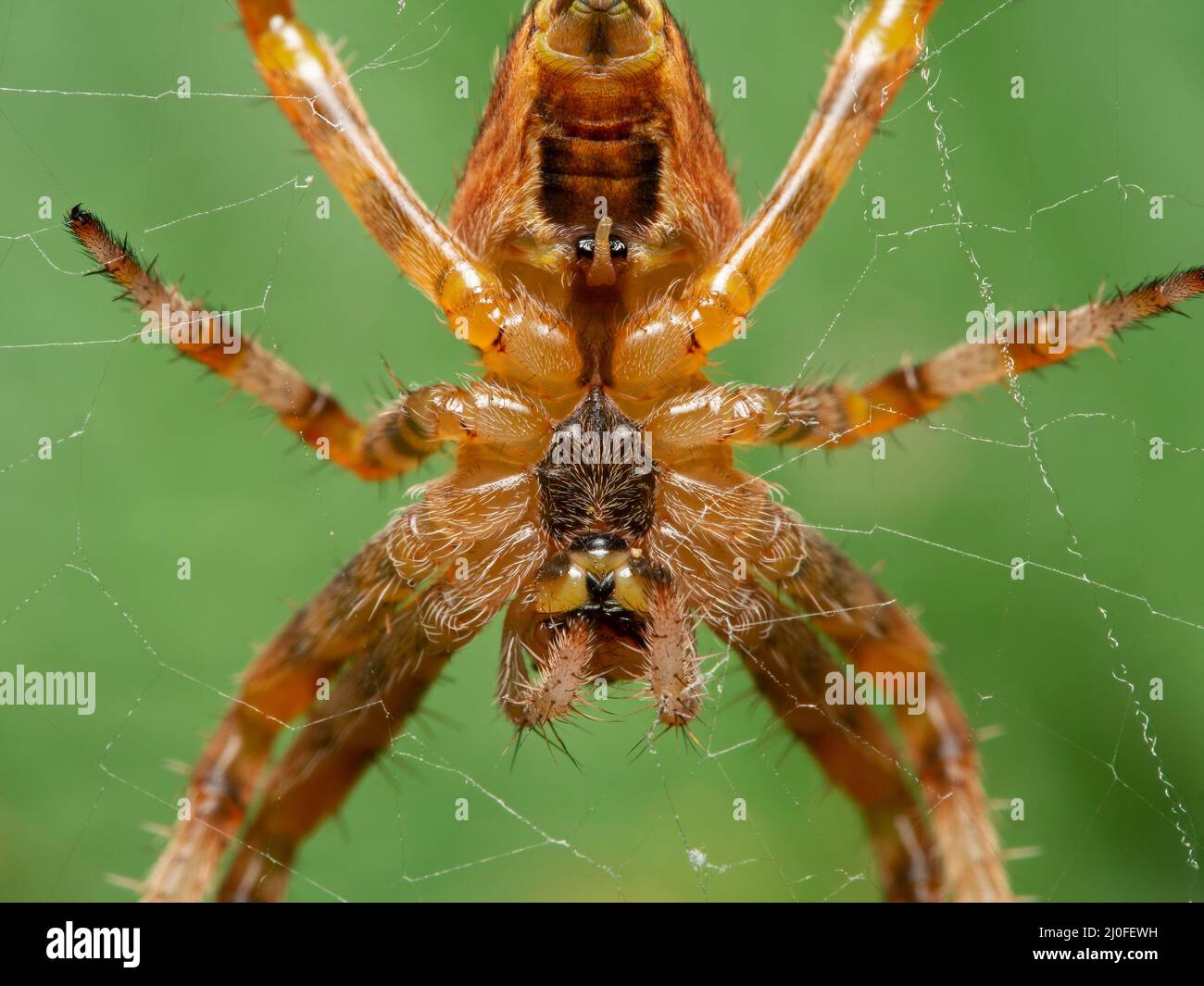 Nahaufnahme der Unterseite einer im Netz sitzenden Kreuzspinne (Araneus diadematus) Stockfoto