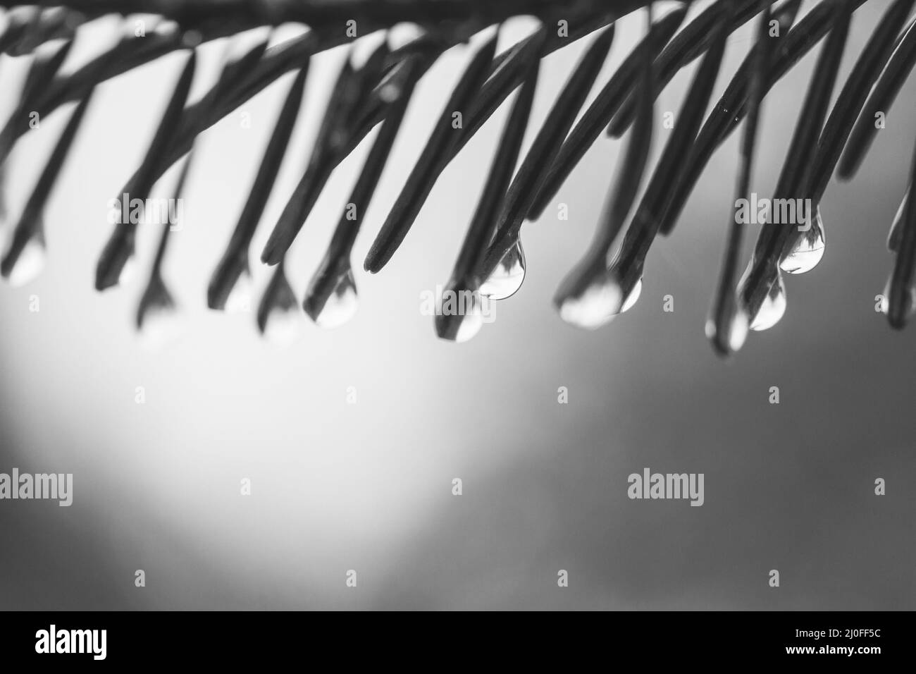 Makrofototropfen von Sommer- oder Frühlingsregen auf Weihnachtsnadeln auf grünem Hintergrund mit Licht, BL Stockfoto