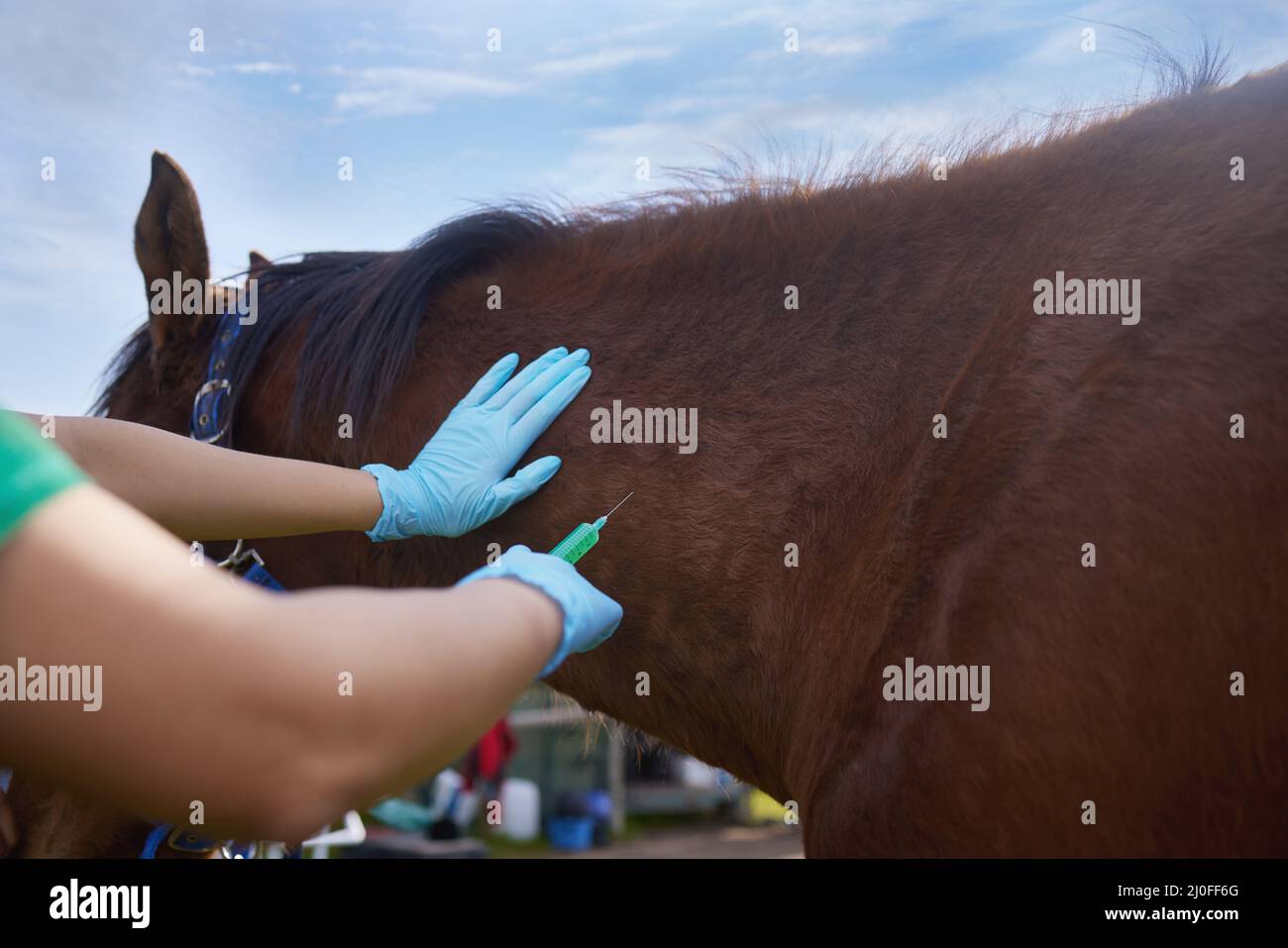 Den Tieren zu helfen ist so lohnend. Aufnahme eines nicht erkennbaren Tierarztes, der eine Untersuchung auf einem Pferd auf einer Farm macht. Stockfoto