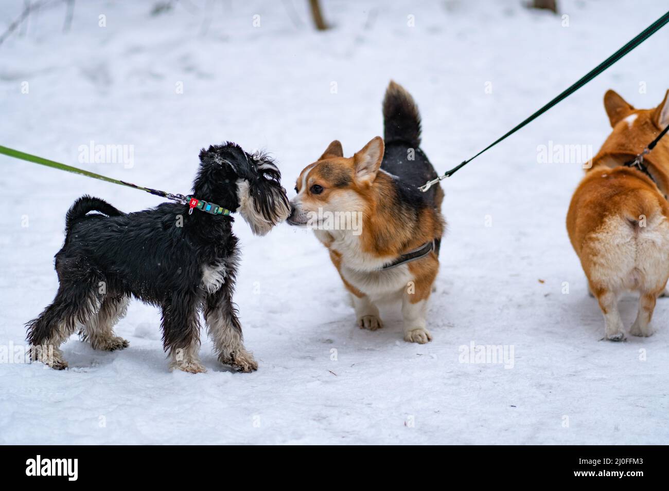 Miniatur Schnauzer Hundebart schneeschwarz, für Portrait Tier aus reinrassig und entzückend Outdoor, Og Sport. Happy Little doggy, Haare Gras Spaß Stockfoto