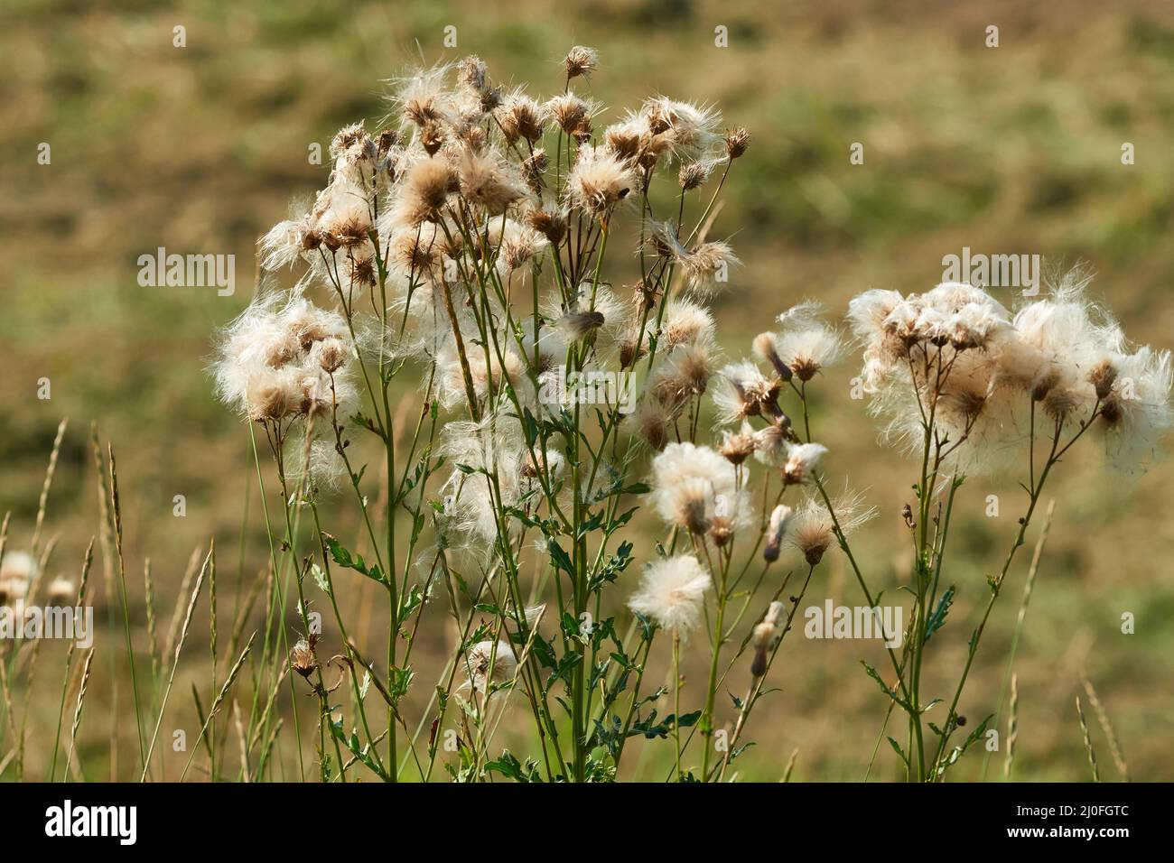 Cirsium arvense oder schleichende Distel Stockfoto