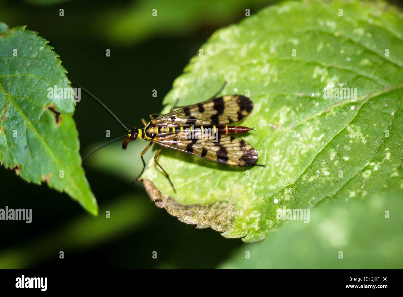 Eine Skorpionfliege, Panorpa communis oder Schnabelfliege auf einem Blatt. Stockfoto