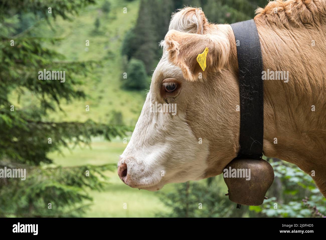 Milchkuh mit Kuhglocke - Nahaufnahme gefleckte Rinder Stockfoto