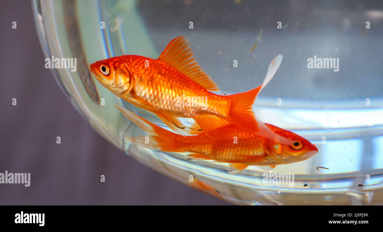 Zwei Goldfische in einer Fischschale. Stockfoto