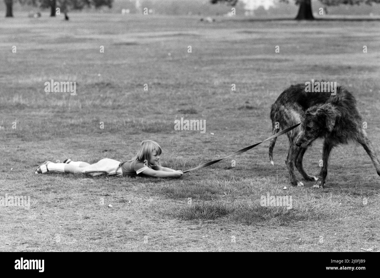 Die 5-jährige Billie Joe Hibberd aus Wood Green, London, scheint immer Probleme zu haben, wenn sie ihren Irish-Wolfhound 'Milligan' zu einem Spaziergang bringt. Sie sind im Hyde Park abgebildet. 12.. September 1979. Stockfoto