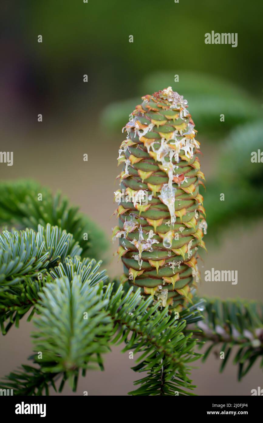 Junge Tannenzapfen auf einer Nadelbaum verlieren Harz. Stockfoto