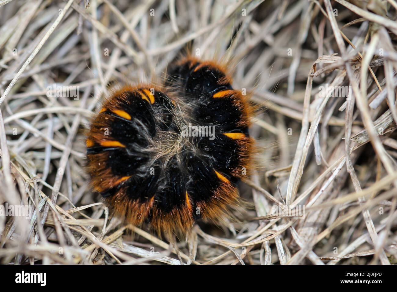 Die Raupe, Larve einer Brombeermotte, Macrothylacia rubi. Es ist ein Schmetterling von der Mutter h Stockfoto