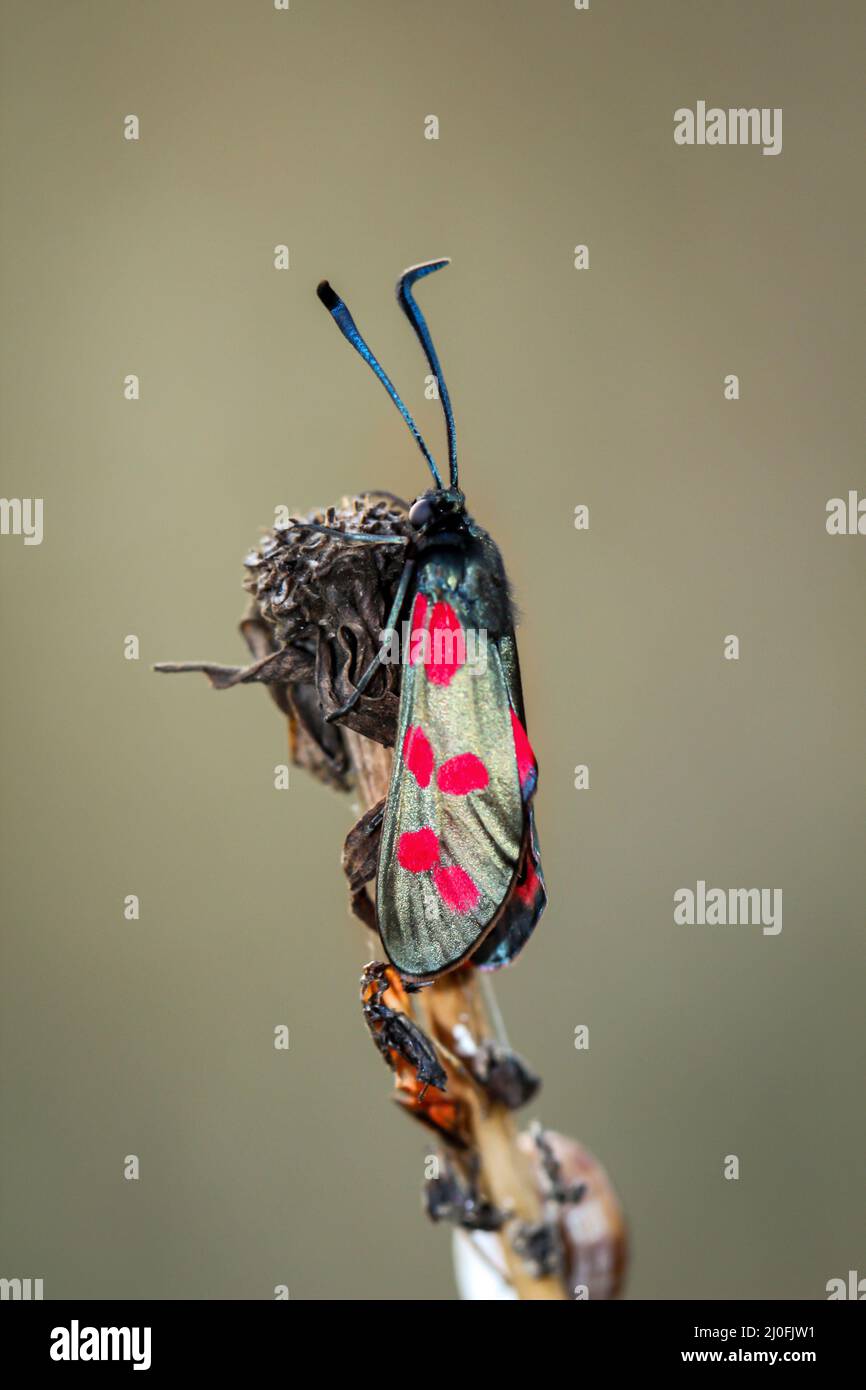 Als Hufeisenramm auf einer Pflanze gehören sie zur Familie der Schmetterlinge. Stockfoto